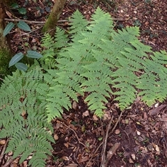 Histiopteris incisa (Bat's-Wing Fern) at Cuttagee, NSW - 15 Aug 2025 by plants