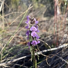 Hovea heterophylla (Common Hovea) at Bruce, ACT - 20 Aug 2025 by Lisa.Jok
