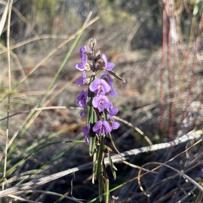 Hovea heterophylla (Common Hovea) at Bruce, ACT - 20 Aug 2025 by Lisa.Jok