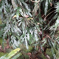 Blechnum patersonii subsp. patersonii (Strap Water Fern) at Wapengo, NSW - 15 Aug 2025 by plants