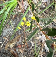 Acacia buxifolia at Bucketty, NSW - 20 Aug 2025 by MartinPredavec
