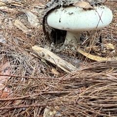 Amanita sp. (Amanita sp.) at Bucketty, NSW - 20 Aug 2025 by MartinPredavec
