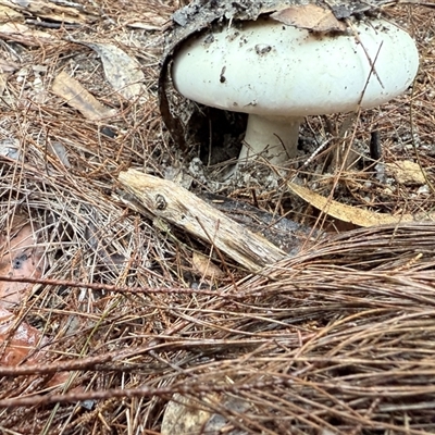 Amanita sp. (Amanita sp.) at Bucketty, NSW - 20 Aug 2025 by MartinPredavec