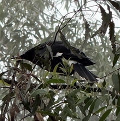 Strepera graculina (Pied Currawong) at Bucketty, NSW - 20 Aug 2025 by MartinPredavec