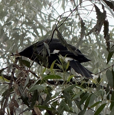 Strepera graculina (Pied Currawong) at Bucketty, NSW - 20 Aug 2025 by MartinPredavec