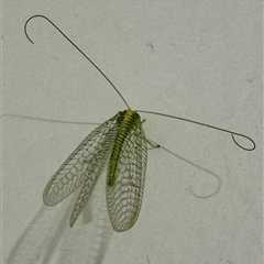 Apertochrysa edwardsi (A Green Lacewing) at Mittagong, NSW - 18 Aug 2025 by Span102