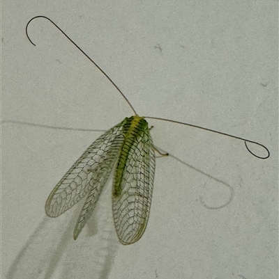 Apertochrysa edwardsi (A Green Lacewing) at Mittagong, NSW - 18 Aug 2025 by Span102