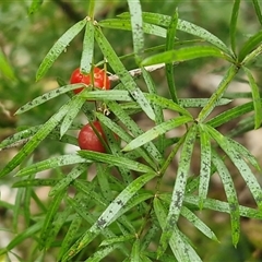 Asparagus officinalis at Nambucca Heads, NSW - 19 Aug 2025 by trevorpreston