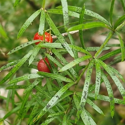 Asparagus officinalis at Nambucca Heads, NSW - 19 Aug 2025 by trevorpreston