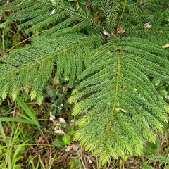 Araucaria heterophylla at Nambucca Heads, NSW - 19 Aug 2025 by trevorpreston
