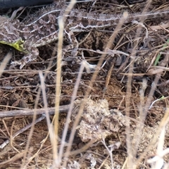 Tympanocryptis osbornei (Monaro Grassland Earless Dragon) at Dry Plain, NSW - 18 Aug 2025 by AndyRoo