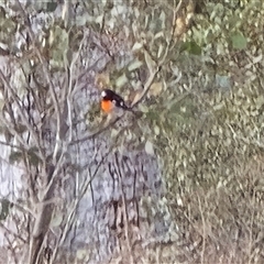 Petroica boodang (Scarlet Robin) at Symonston, ACT - 19 Aug 2025 by Mike