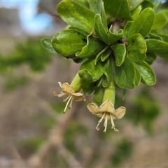 Lycium ferocissimum (African Boxthorn) at Symonston, ACT - 19 Aug 2025 by Mike