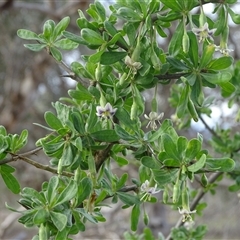 Lycium ferocissimum (African Boxthorn) at Symonston, ACT - 19 Aug 2025 by Mike