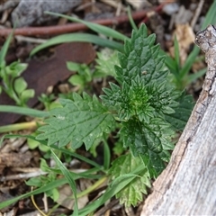 Urtica urens (Small Nettle) at Symonston, ACT - 19 Aug 2025 by Mike