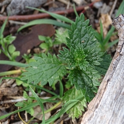 Urtica urens (Small Nettle) at Symonston, ACT - 19 Aug 2025 by Mike