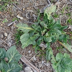 Echium plantagineum (Paterson's Curse) at Symonston, ACT - 19 Aug 2025 by Mike