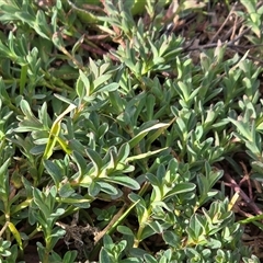 Hypericum perforatum (St John's Wort) at Symonston, ACT - 19 Aug 2025 by Mike
