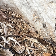 Papyrius sp. (genus) (A Coconut Ant) at Symonston, ACT - 19 Aug 2025 by Mike