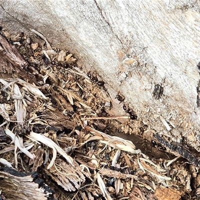 Papyrius sp. (genus) (A Coconut Ant) at Symonston, ACT - 19 Aug 2025 by Mike