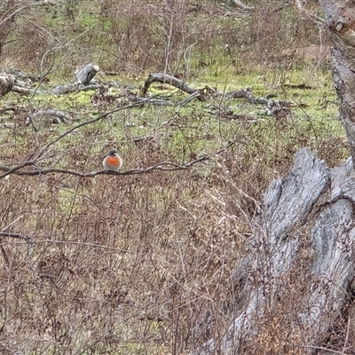 Petroica boodang (Scarlet Robin) at Symonston, ACT - 19 Aug 2025 by Mike