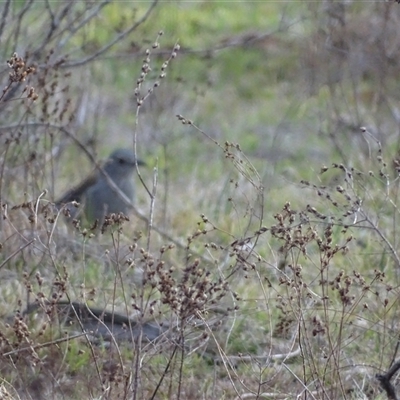 Colluricincla harmonica (Grey Shrikethrush) at Symonston, ACT - 19 Aug 2025 by Mike