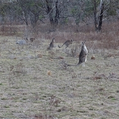 Macropus giganteus (Eastern Grey Kangaroo) at Symonston, ACT - 19 Aug 2025 by Mike