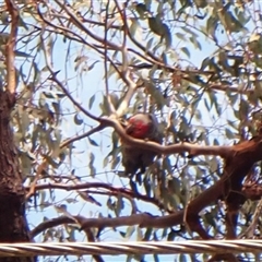 Callocephalon fimbriatum (identifiable birds) (Gang-gang Cockatoo (named birds)) at Cook, ACT - 20 Aug 2025 by CathB