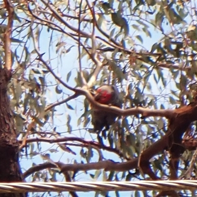 Callocephalon fimbriatum (identifiable birds) (Gang-gang Cockatoo (named birds)) at Cook, ACT - 20 Aug 2025 by CathB