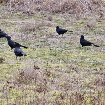 Corcorax melanorhamphos (White-winged Chough) at Symonston, ACT - 19 Aug 2025 by Mike