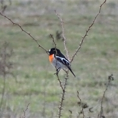Petroica boodang (Scarlet Robin) at Symonston, ACT - 19 Aug 2025 by Mike