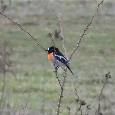 Petroica boodang (Scarlet Robin) at Symonston, ACT - 19 Aug 2025 by Mike