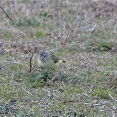 Acanthiza chrysorrhoa (Yellow-rumped Thornbill) at Symonston, ACT - 19 Aug 2025 by Mike