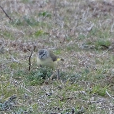 Acanthiza chrysorrhoa (Yellow-rumped Thornbill) at Symonston, ACT - 19 Aug 2025 by Mike