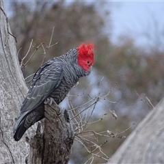 Callocephalon fimbriatum (Gang-gang Cockatoo) at Symonston, ACT - 19 Aug 2025 by Mike