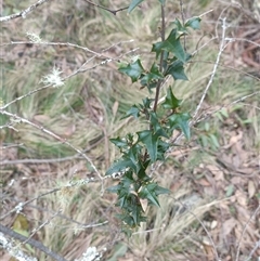 Unverified Plant at Deer Vale, NSW - 18 Aug 2025 by jason_john