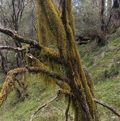 Unverified Plant at Deer Vale, NSW - 18 Aug 2025 by jason_john