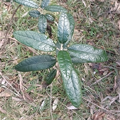 Unverified Plant at Deer Vale, NSW - 18 Aug 2025 by jason_john