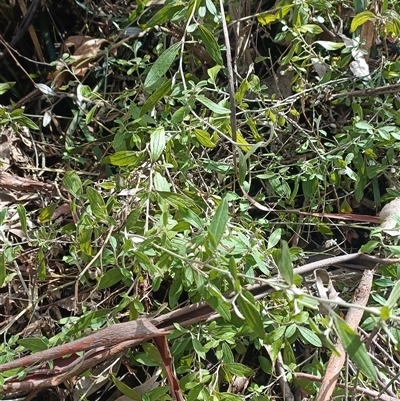 Unverified Plant at Deer Vale, NSW - 18 Aug 2025 by jason_john