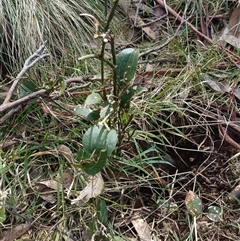 Smilax australis at Deer Vale, NSW - 18 Aug 2025 by jason_john