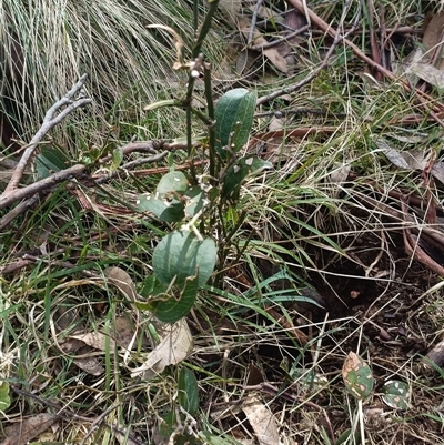 Smilax australis at Deer Vale, NSW - 18 Aug 2025 by jason_john