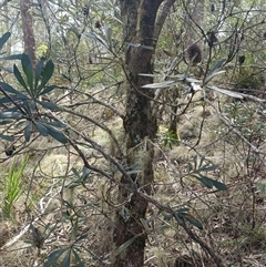 Banksia integrifolia subsp. integrifolia at Deer Vale, NSW - 18 Aug 2025 by jason_john