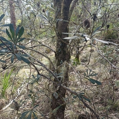 Banksia integrifolia subsp. integrifolia at Deer Vale, NSW - 18 Aug 2025 by jason_john