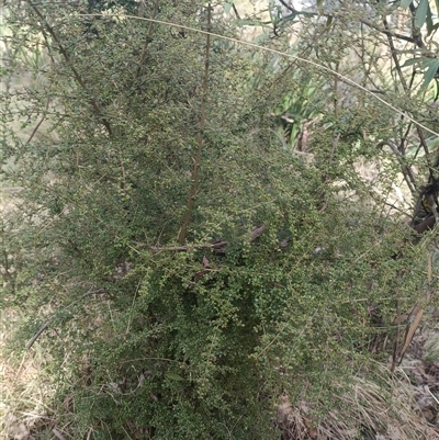 Unverified Plant at Deer Vale, NSW - 18 Aug 2025 by jason_john