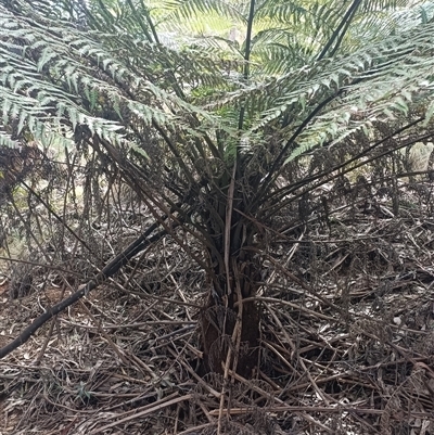 Unverified Plant at Deer Vale, NSW - 18 Aug 2025 by jason_john