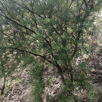 Unverified Plant at Deer Vale, NSW - 18 Aug 2025 by jason_john
