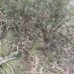 Leucopogon affinis at Deer Vale, NSW - 18 Aug 2025 by jason_john