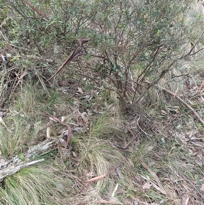 Leucopogon affinis at Deer Vale, NSW - 18 Aug 2025 by jason_john