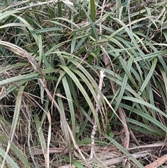 Dianella (genus) at Deer Vale, NSW - 18 Aug 2025 by jason_john