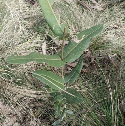 Unverified Plant at Deer Vale, NSW - 18 Aug 2025 by jason_john